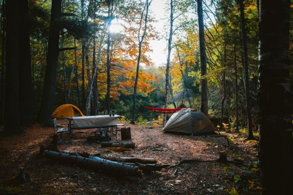 Comment organiser un camping pour une expédition de randonnée dans les forêts de pins des Vosges?