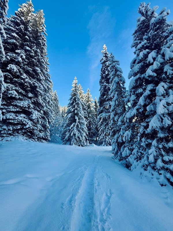 Où partir en décembre en france : magie de noël et découvertes hivernales